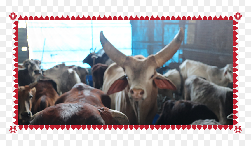 Herd, HD Png Download - indian cow png