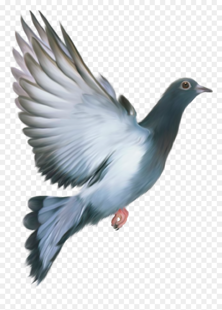 Love My India Happy Republic Day, HD Png Download - white pigeon png