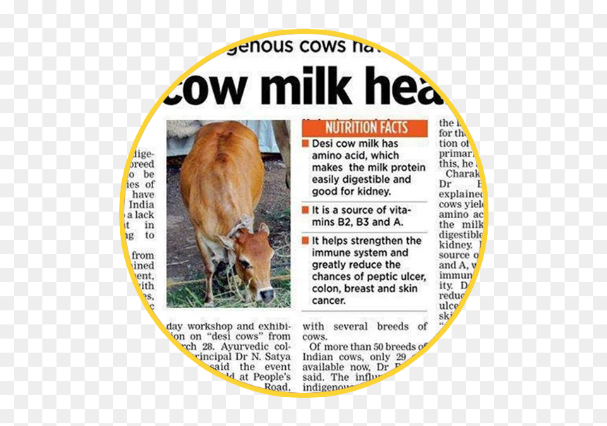 News About Cow Animal Husbandry Collecting Centers, HD Png Download - indian cow png