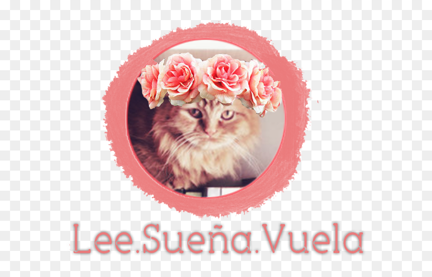 Cat, HD Png Download - grietas png