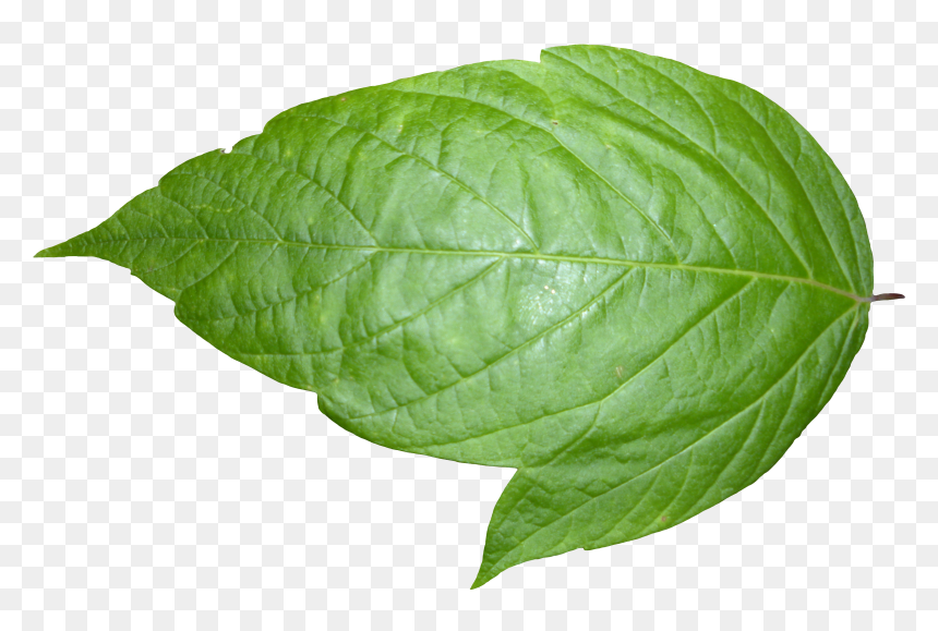 Preview - Transparent Transparent Background Leaf Png, Png Download - hd texture png