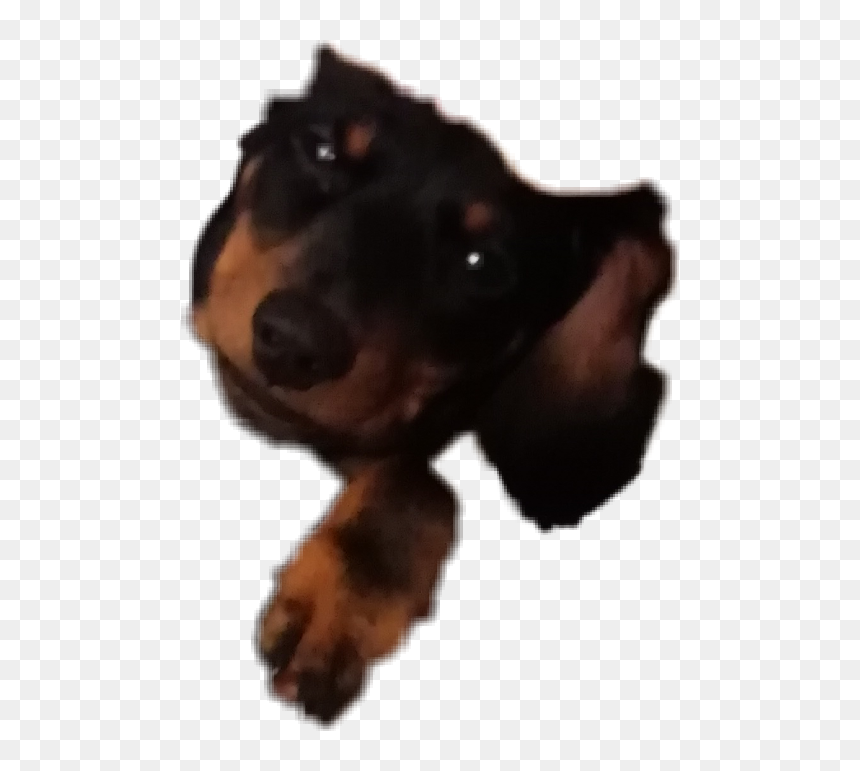 #dachshund #dog #puppy - Companion Dog, HD Png Download - wiener dog png