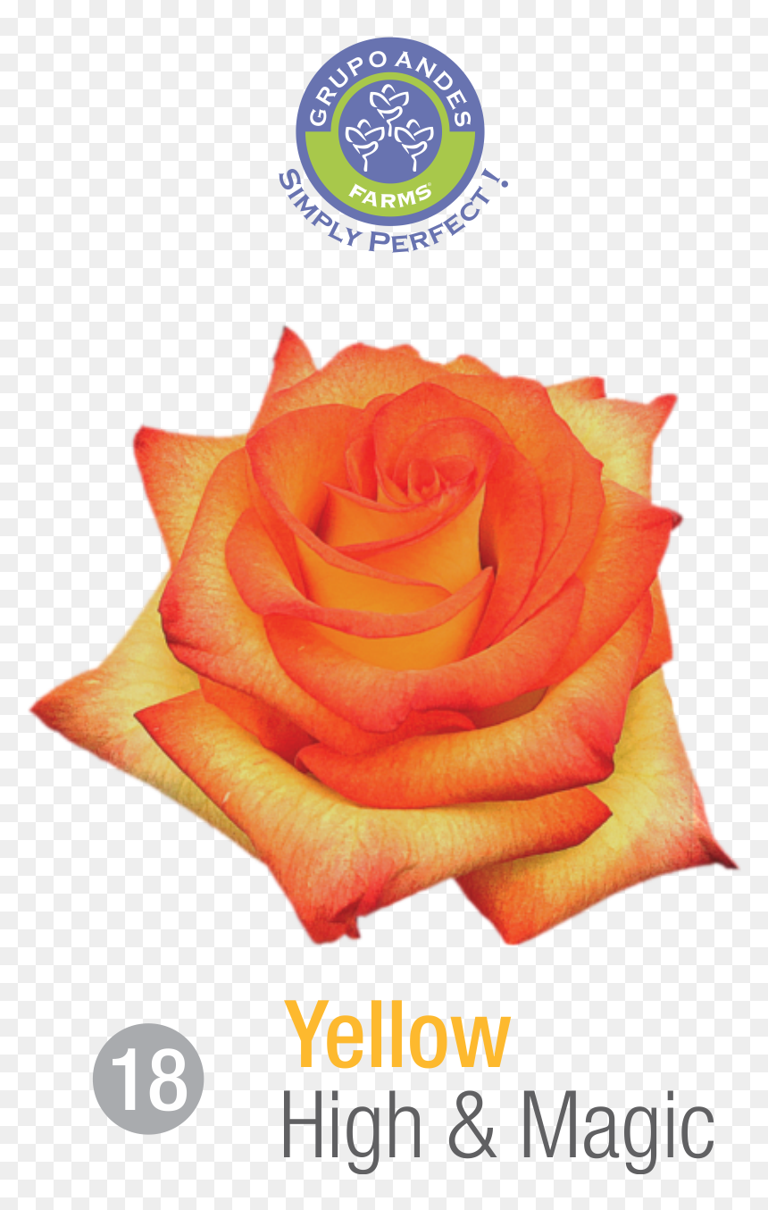 Rosa Variedad High & Magic, HD Png Download - grua png