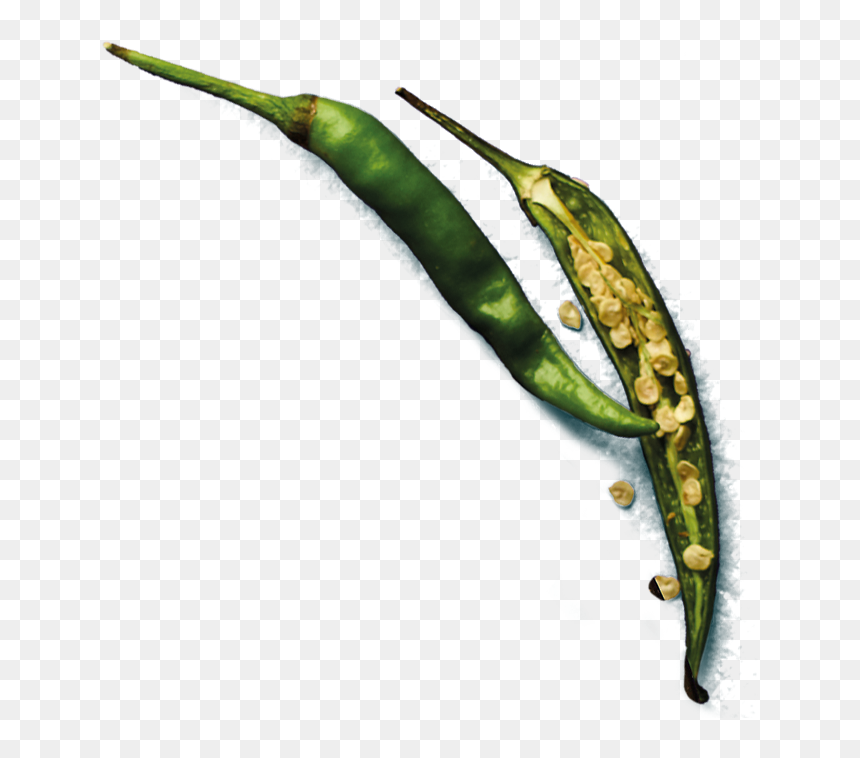 Bird's Eye Chili, HD Png Download - chilli png