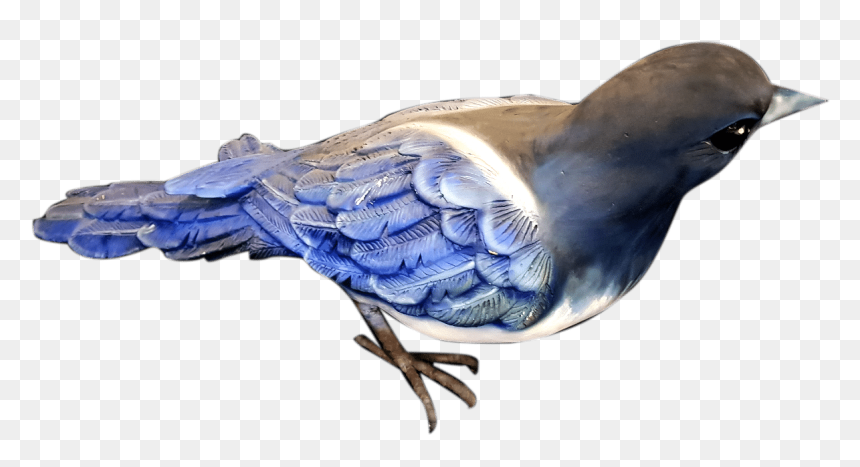 Blue Jay, HD Png Download - crow feather png