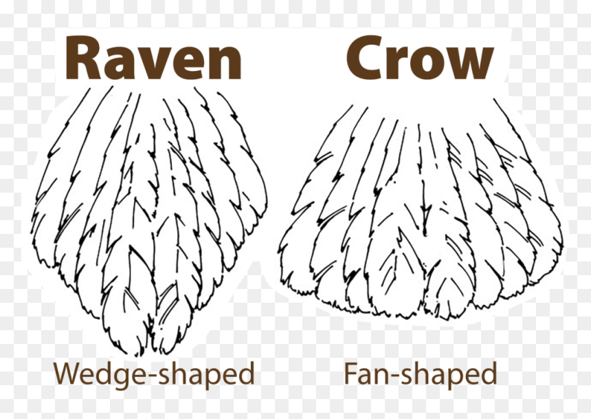 Raven Vs Crow Tail - Tell Crows And Ravens Apart, HD Png Download - crow feather png