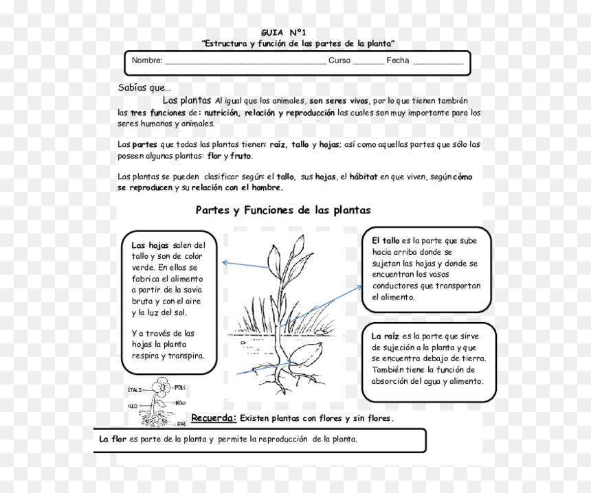 Document, HD Png Download - guias de flores png