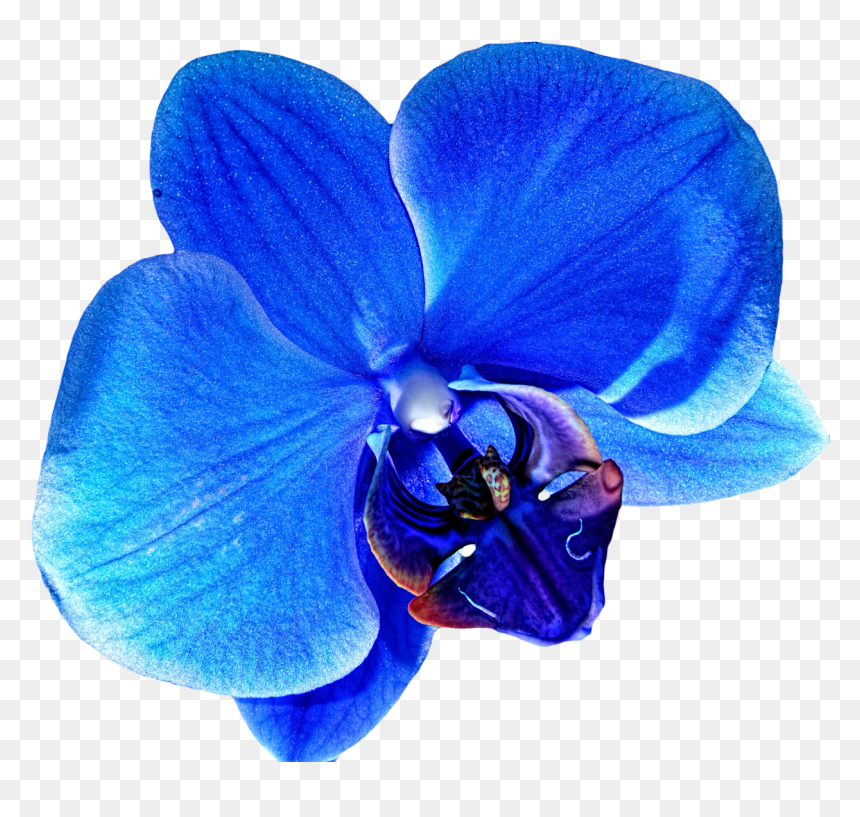 Orchid Flower Blue Png, Transparent Png - flecha azul png