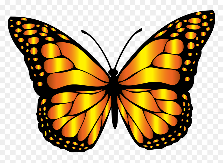 Black And Grey Butterfly, HD Png Download - beautiful butterfly png