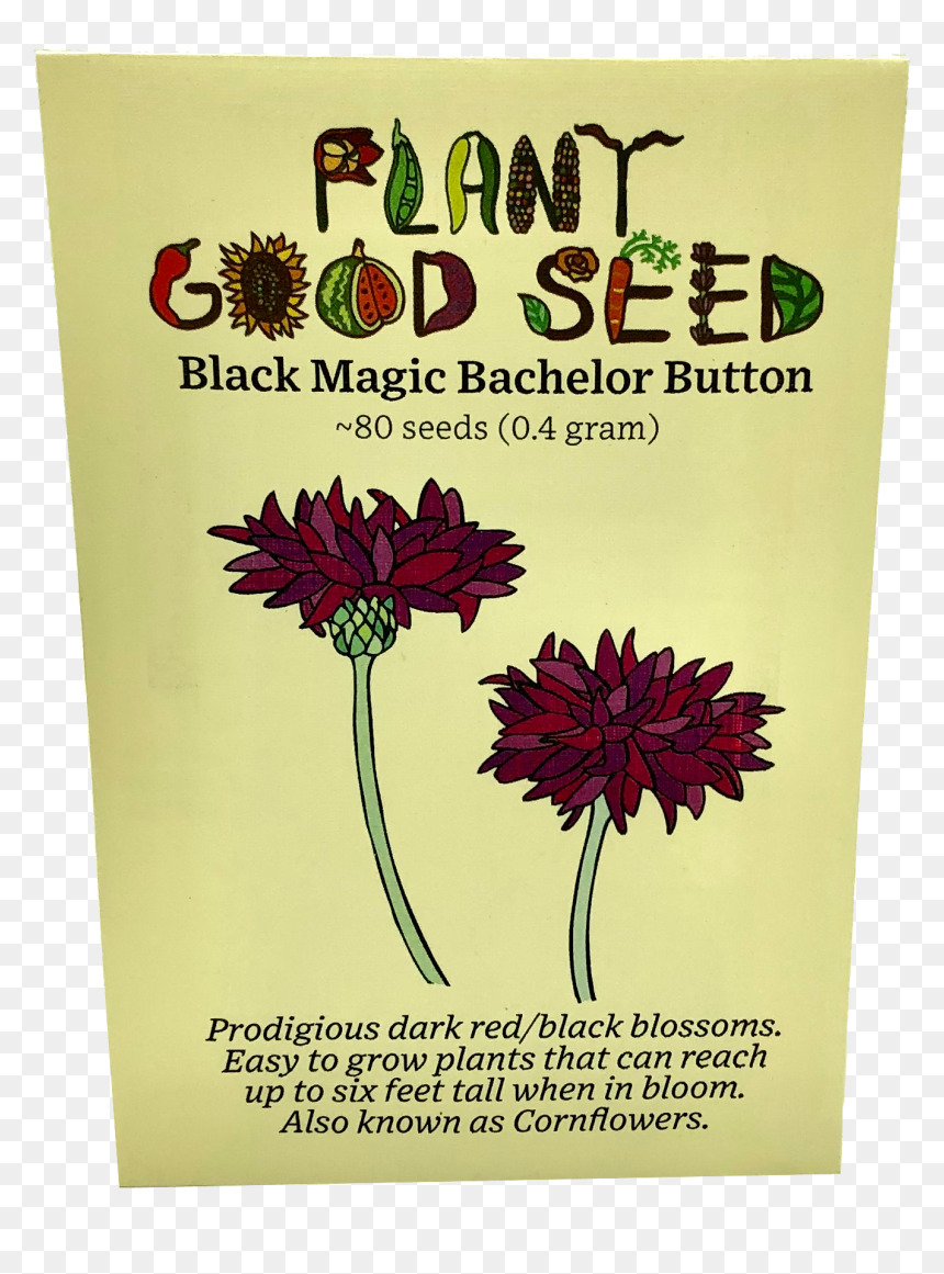 Black Magic Bachelor Button - English Marigold, HD Png Download - dark magic png