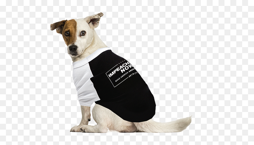 Maine Coon Vs Jack Russell, HD Png Download - mad dog png
