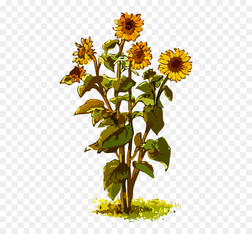 Sunflower Plant Clipart, HD Png Download - vektor bunga png