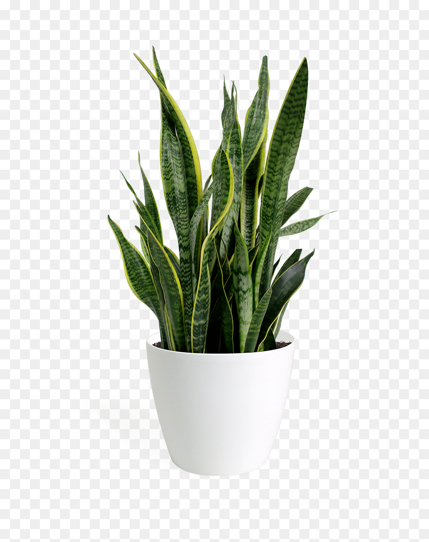 Sansevieria Laurentii, HD Png Download - outdoor potted plants png