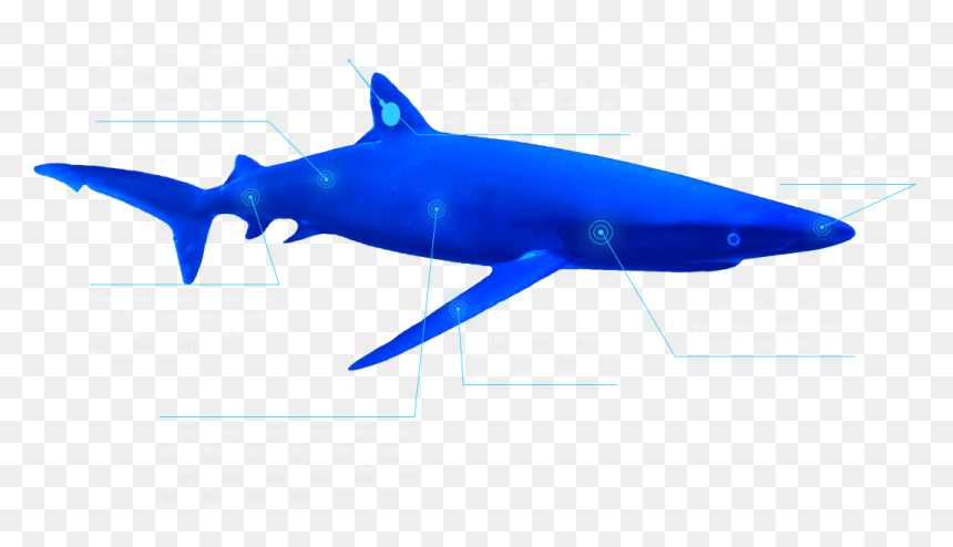 The Global Shark Movement Project - Great White Shark, HD Png Download - bull shark png