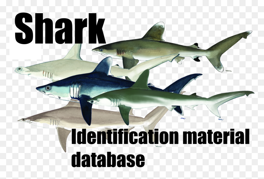 Bull Shark Png, Transparent Png - bull shark png