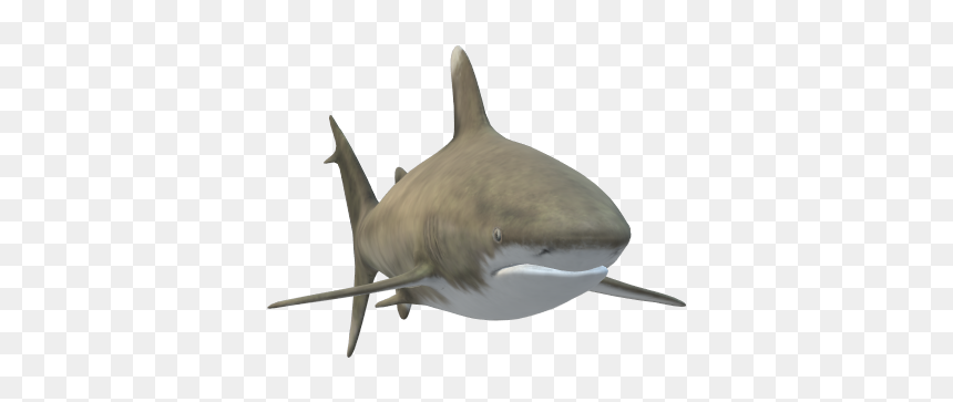 Tiger Shark, HD Png Download - bull shark png