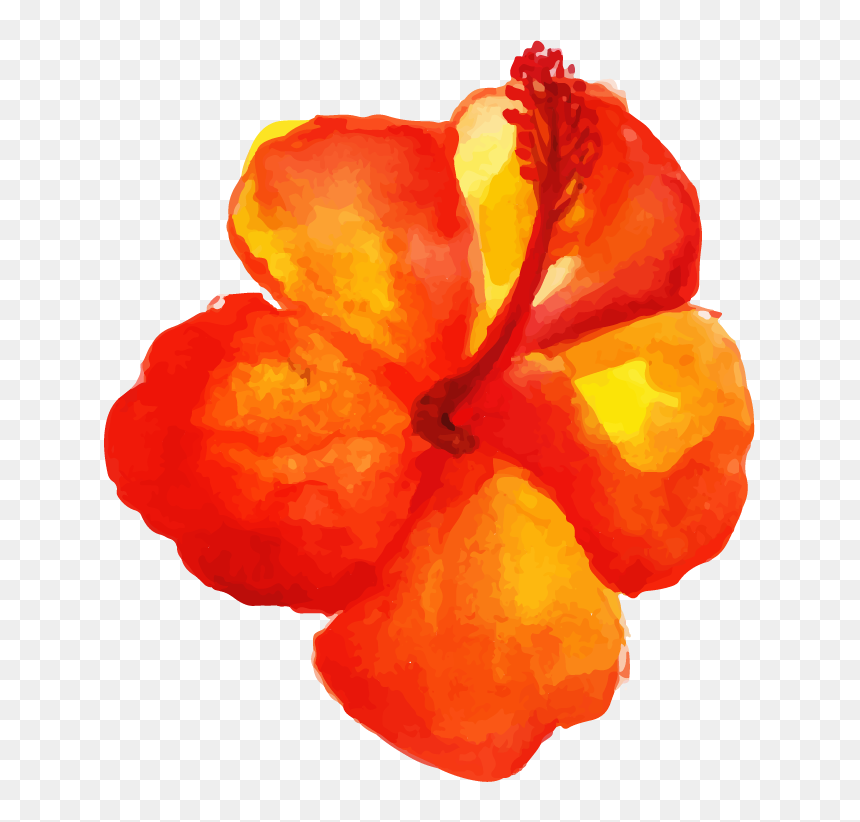 Impatiens, HD Png Download - orange watercolor png