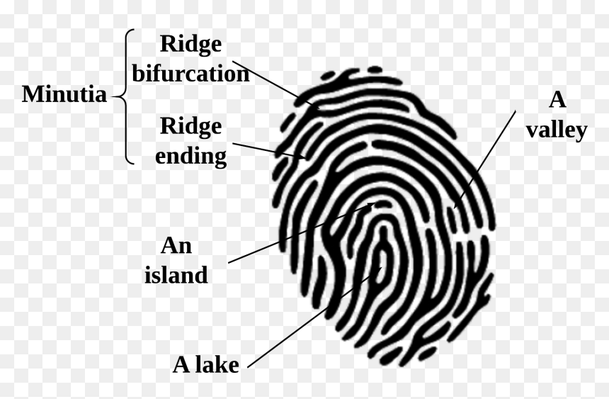 Transparent Finger Print Vector Png, Png Download - white fingerprint png