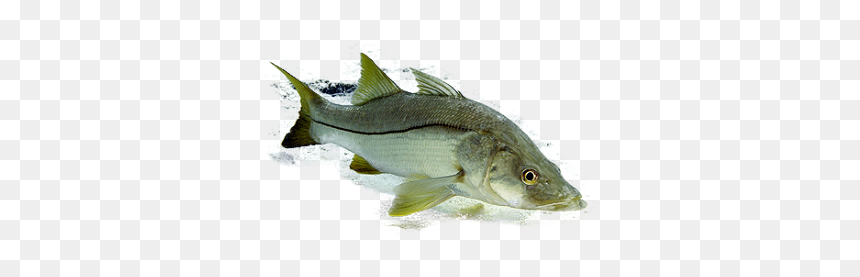 Northern Largemouth Bass, HD Png Download - snook png