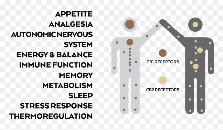 Charlotte"s Web Png , Png Download - Endocannabinoid System Black And White, Transparent Png - charlotte's web png