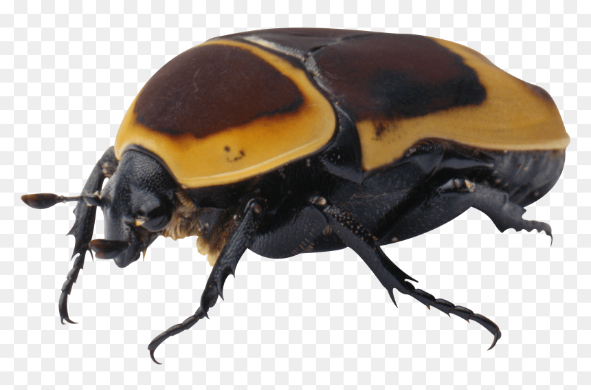 Bug Yellow Black - Жук Png, Transparent Png - bug.png