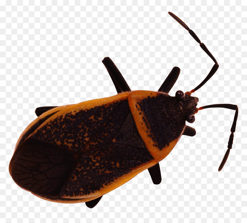 Bug Png Image - 臭虫, Transparent Png - bug.png