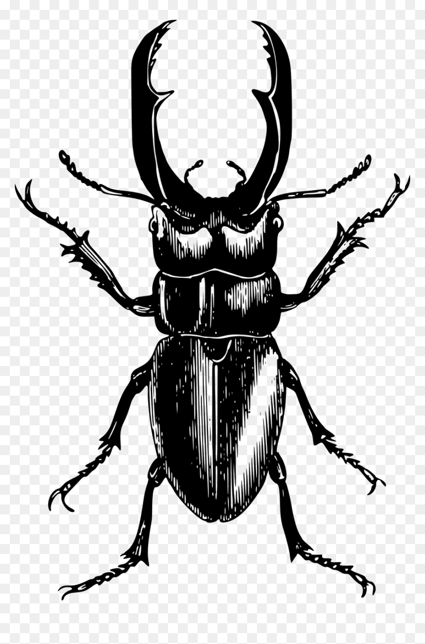 Beetle Drawing, HD Png Download - bug.png