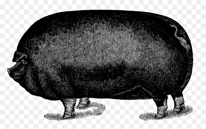 Pig Image Illustration Animal Download - Hippopotamus, HD Png Download - pig .png