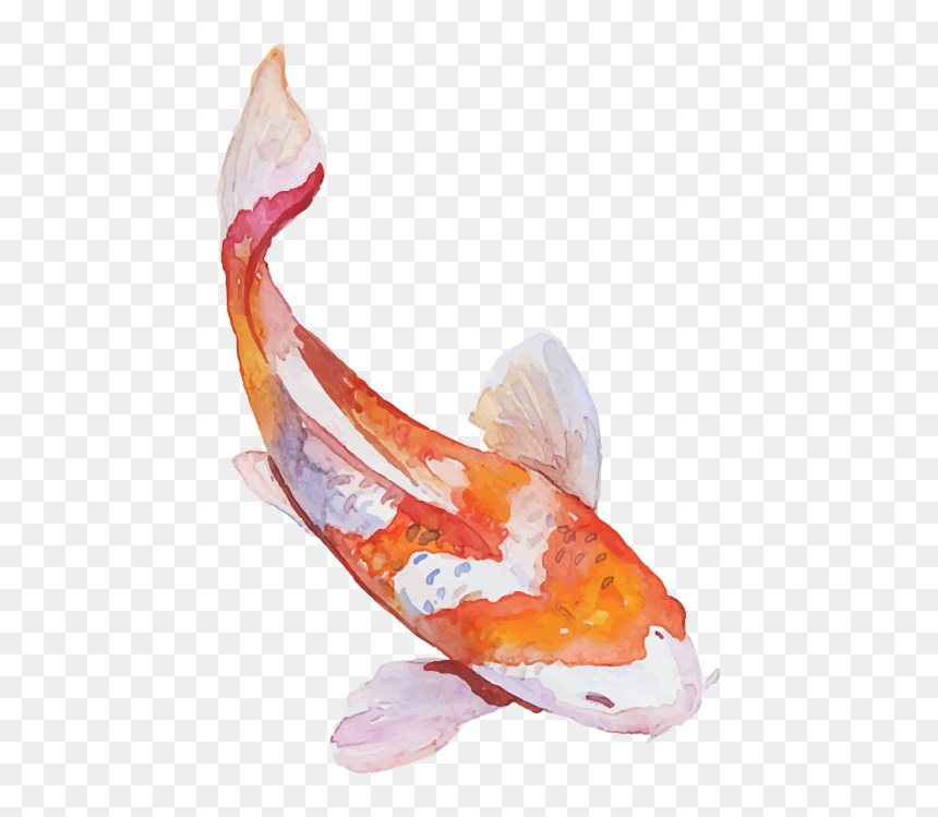 For Every $1 You Spend At D"s Authentic Japanese, You - Koy Fish Transparent Background, HD Png Download - japan.png