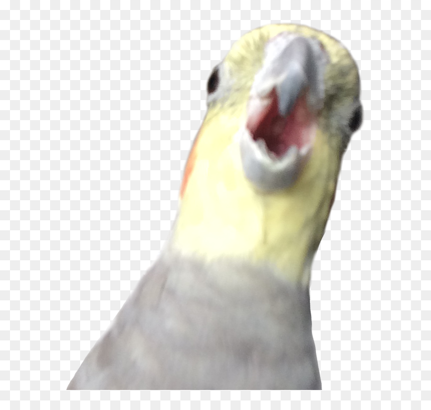 Alex The Honking Bird Png, Transparent Png - birb png