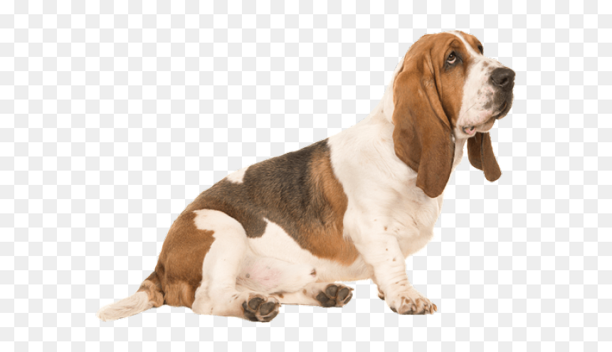 Basset Hound Png Transparent Images - Basset Hound Png, Png Download - hound png