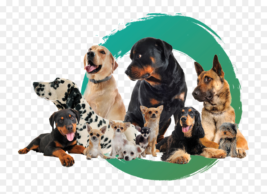Dogs - Dog Png, Transparent Png - hound png