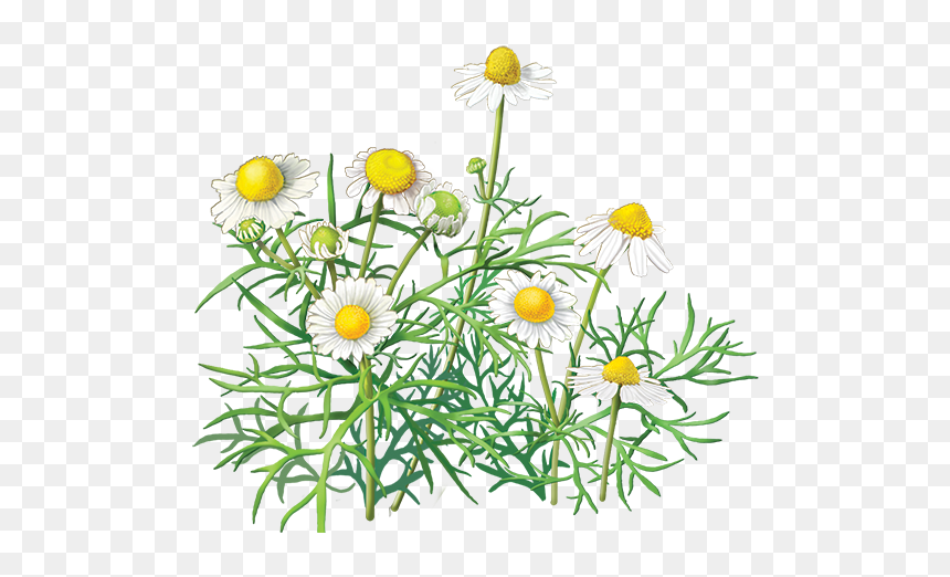 Cammomile Png Free Image Download - Chamomile Clipart, Transparent Png - freeimage png