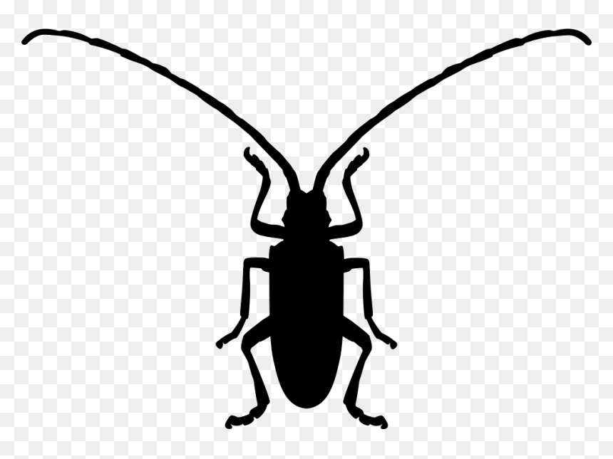 Fungus Beetle Insect Shape - Beetle Shape, HD Png Download - fungus png