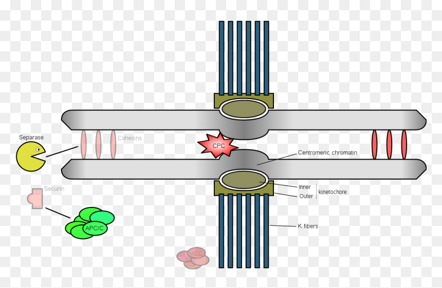 Clip Art, HD Png Download - checkpoint png