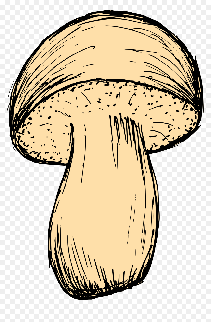 Mushroom Drawing 3 - Mushroom, HD Png Download - fungus png