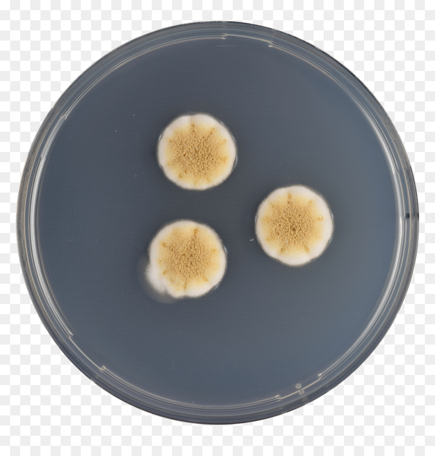 Aspergillus Rambellii Cya - Pleurotus Eryngii, HD Png Download - fungus png