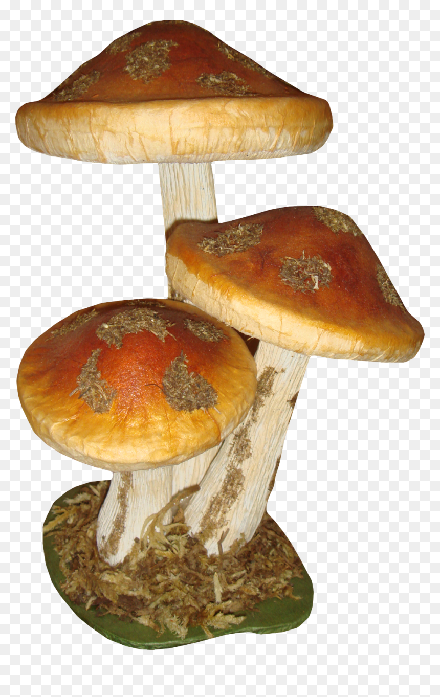 Mushroom, HD Png Download - fungus png