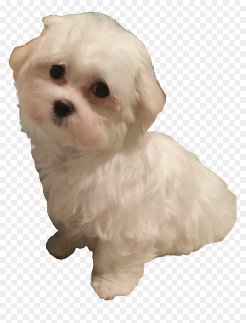#maltese #sadie #freetoedit - Maltese, HD Png Download - maltese png