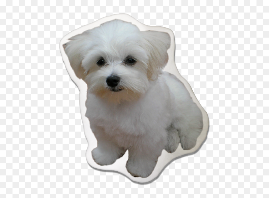 Maltese, HD Png Download - maltese png