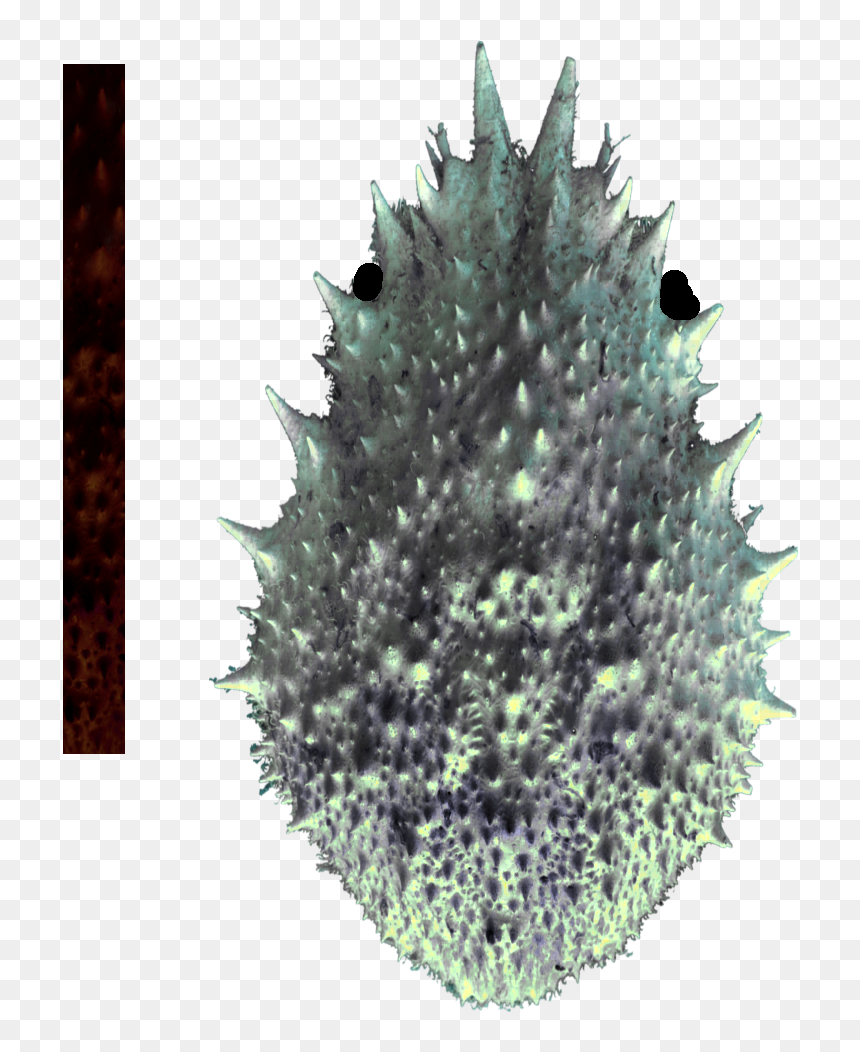 Agave, HD Png Download - spider net png
