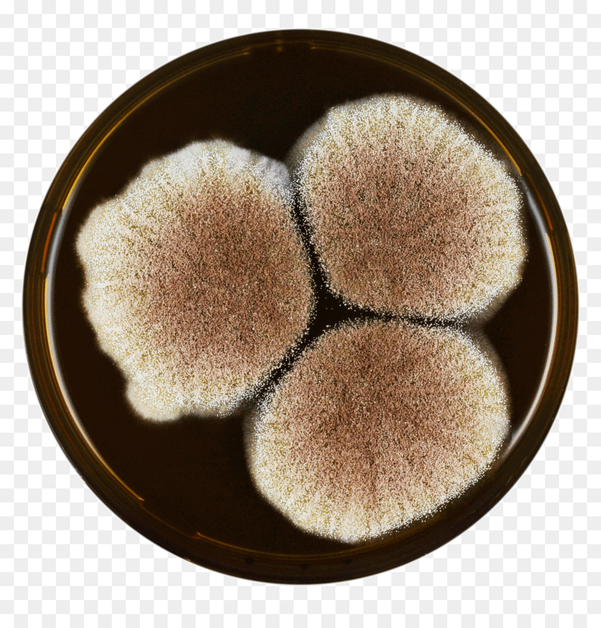 Aspergillus Lacticoffeatus Meaox - Eye Shadow, HD Png Download - glitter circle png