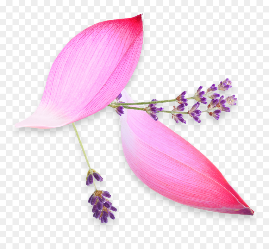 Artificial Flower, HD Png Download - indigo plant png