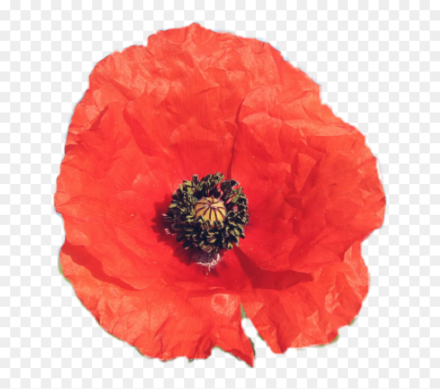 #flower #poppy #red #petals #niche #aesthetic #png - Corn Poppy, Transparent Png - red poppy png