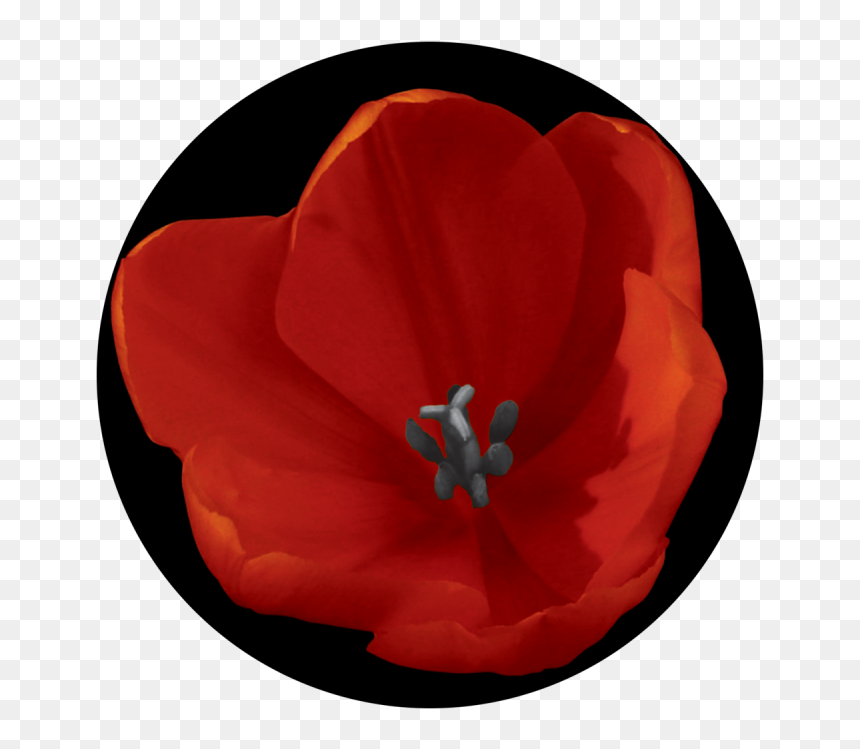 Corn Poppy , Png Download - Corn Poppy, Transparent Png - red poppy png