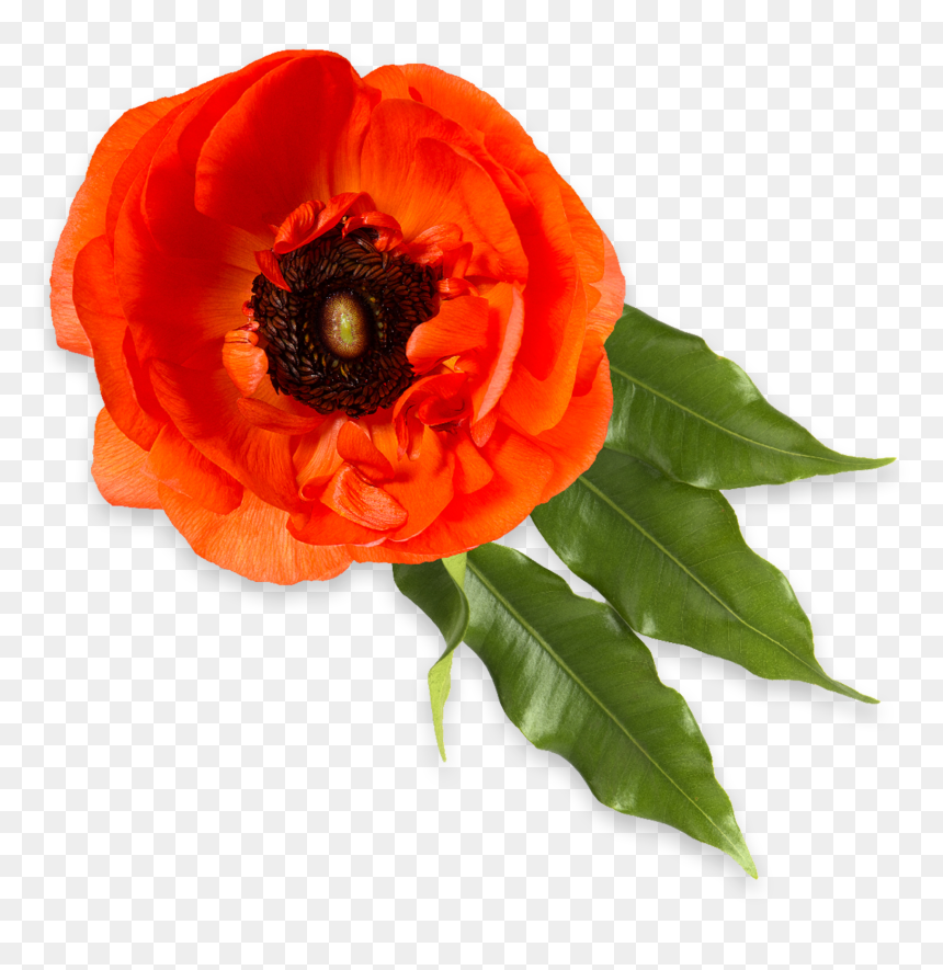 Oriental Poppy, HD Png Download - red poppy png