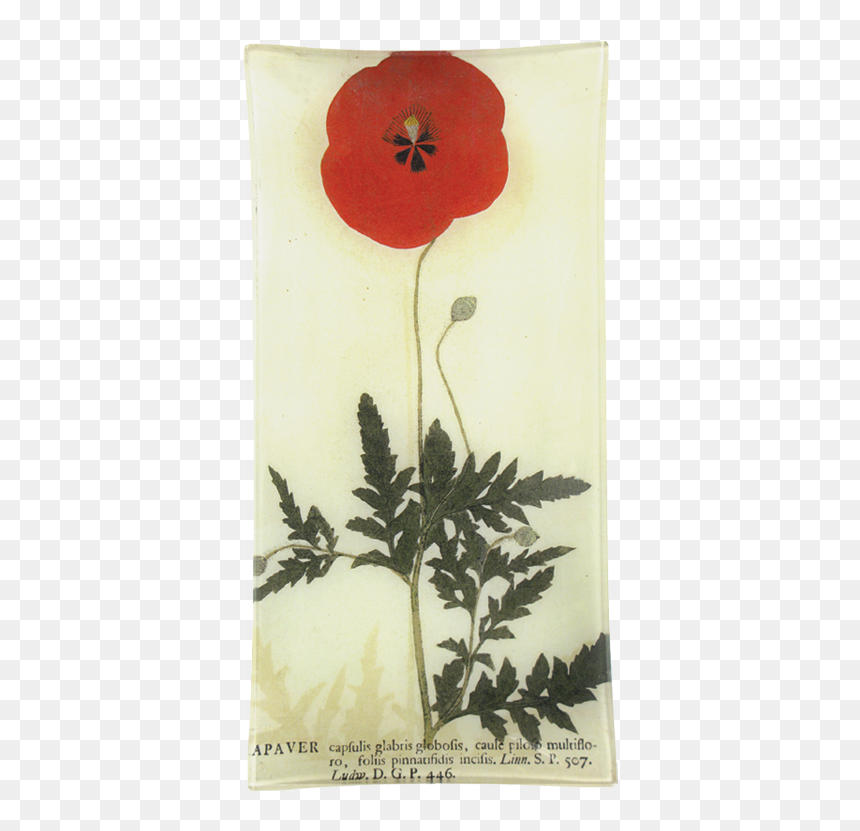 Corn Poppy, HD Png Download - red poppy png