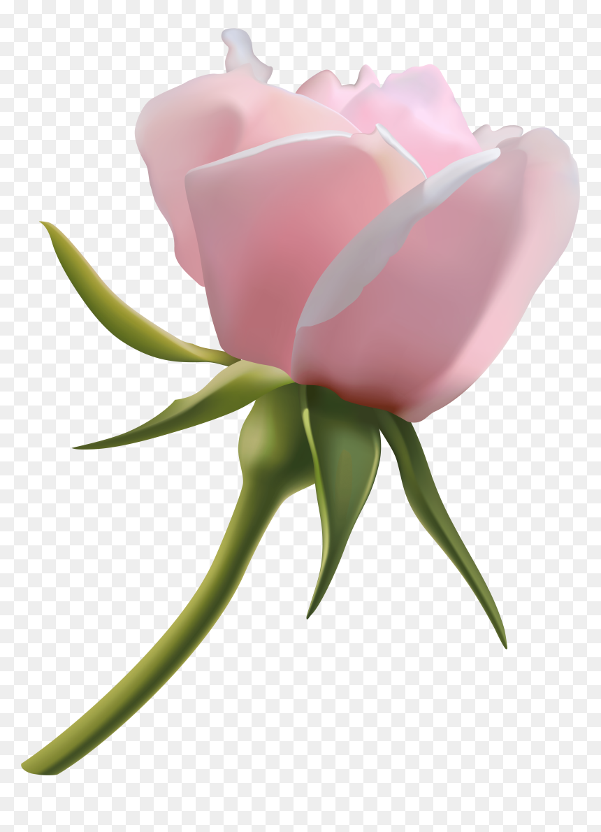 Beautiful Pink Rose Bud Png Clipart Image, Transparent Png - bud png