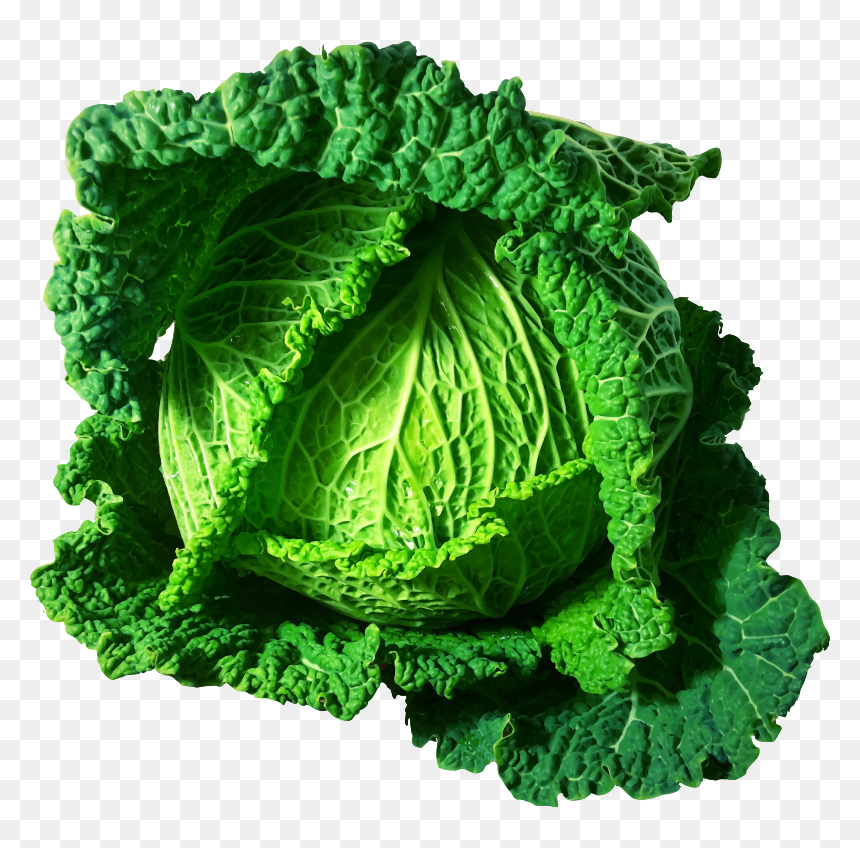 Transparent Library Vegetable Brussels Sprout Cauliflower - Clipart Cabbages, HD Png Download - brussel sprouts png