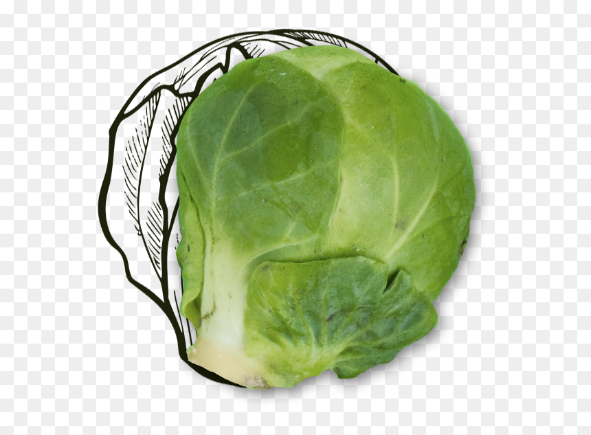 Cabbage, HD Png Download - brussel sprouts png